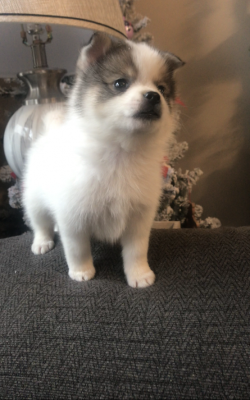 Pomsky Puppies For Sale, Text +1 (270) 560-7621 Image eClassifieds4u