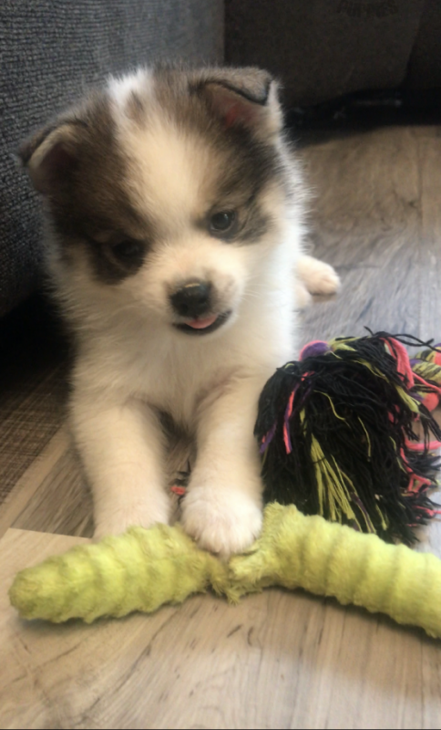 Pomsky Puppies For Sale, Text +1 (270) 560-7621 Image eClassifieds4u