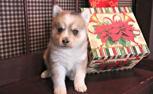 Pomsky Puppies For Sale, Text +1 (270) 560-7621 Image eClassifieds4u