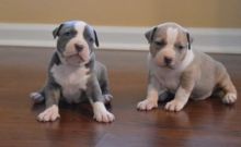 Blue nose American Pitbull terrier pups Available