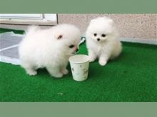 Outstanding Pomeranian Puppies WhatsApp: +14056331760