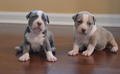 Blue nose American Pitbull terrier pups Available Image eClassifieds4u