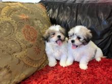 Amazing Shih Tzu Puppies Available. Call or text @(786) 544-5810 Image eClassifieds4U