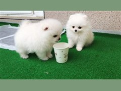 Outstanding Pomeranian Puppies WhatsApp: +14056331760 Image eClassifieds4u