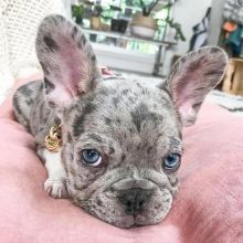 ADORABLE FRENCH BULLDOG PUPPIES