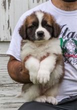 Beautiful Saint Bernard Pups available