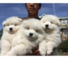 Beautiful Samoyed puppies Available .