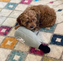 Cute Cavapoo ready for adoption