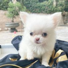 Excellent Chihuahua Puppies for adoption