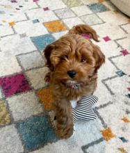 Fantastic Cavapoo for adoption