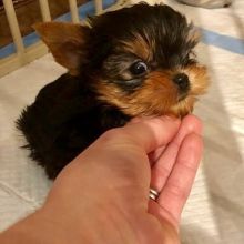 Gorgeous Yorkie Puppies