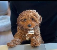 Interested Cavapoo for adoption
