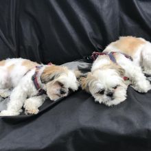 JOYFUL Shih Tzu puppies