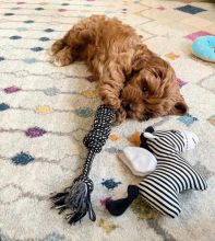 lovely and fresh Cavapoo puppies