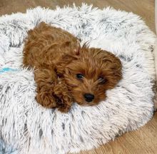 lovely cavapoo for adoption