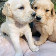 Registered Golden Retriever Puppies