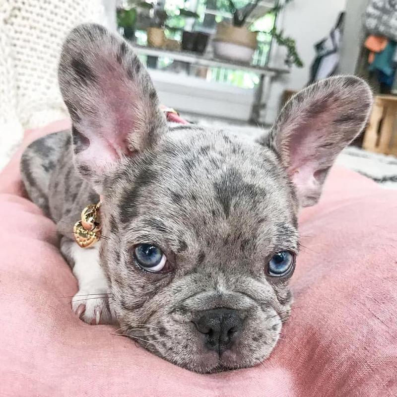 ADORABLE FRENCH BULLDOG PUPPIES Image eClassifieds4u