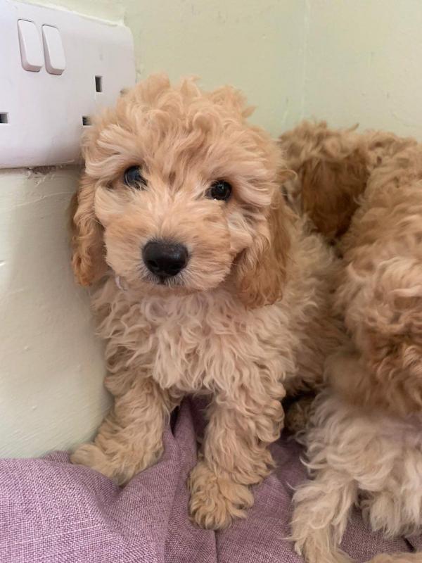 CAVAPOO PUPPIES FOR ADOPTION Image eClassifieds4u