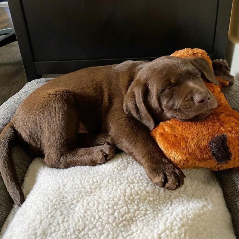 C.K.C MALE AND FEMALE LABRADOR RETRIEVER PUPPIES AVAILABLE Image eClassifieds4u