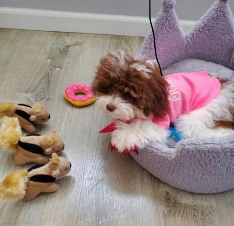 Cute and lovely Toypodle puppies for adoption Image eClassifieds4u