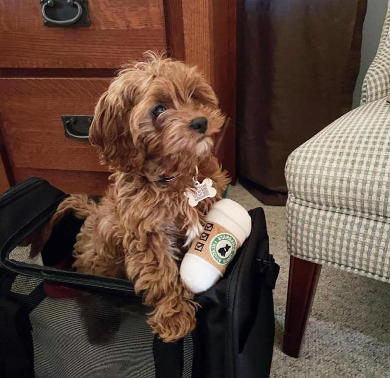 Cute cavapoo ready for adoption Image eClassifieds4u