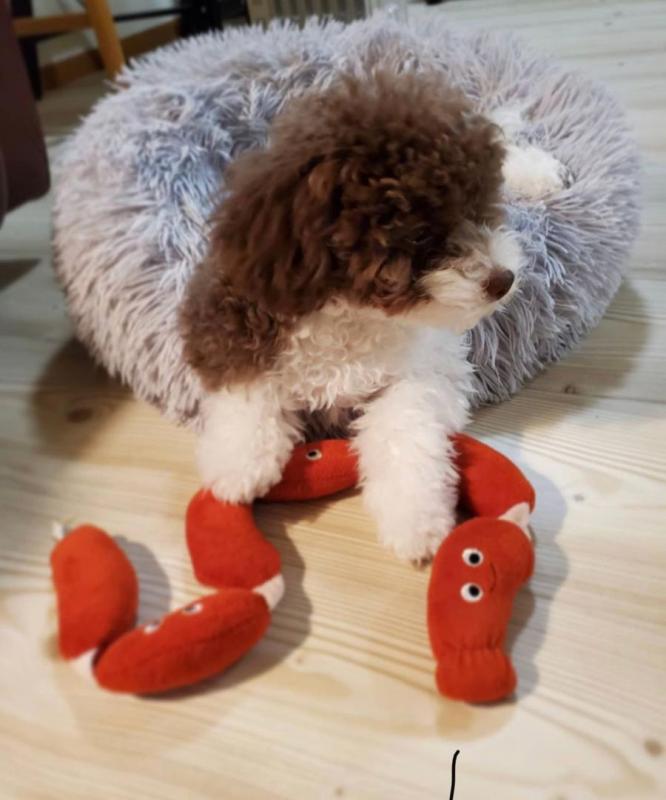 Cute Toypodle babies for adoption Image eClassifieds4u