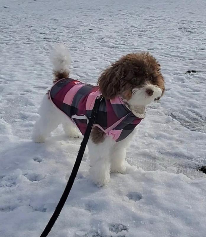 Fantastic Toypodle puppies for adoption Image eClassifieds4u