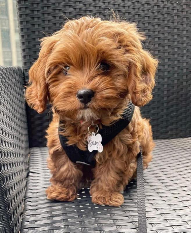 Gorgeous cavapoo for adoption Image eClassifieds4u