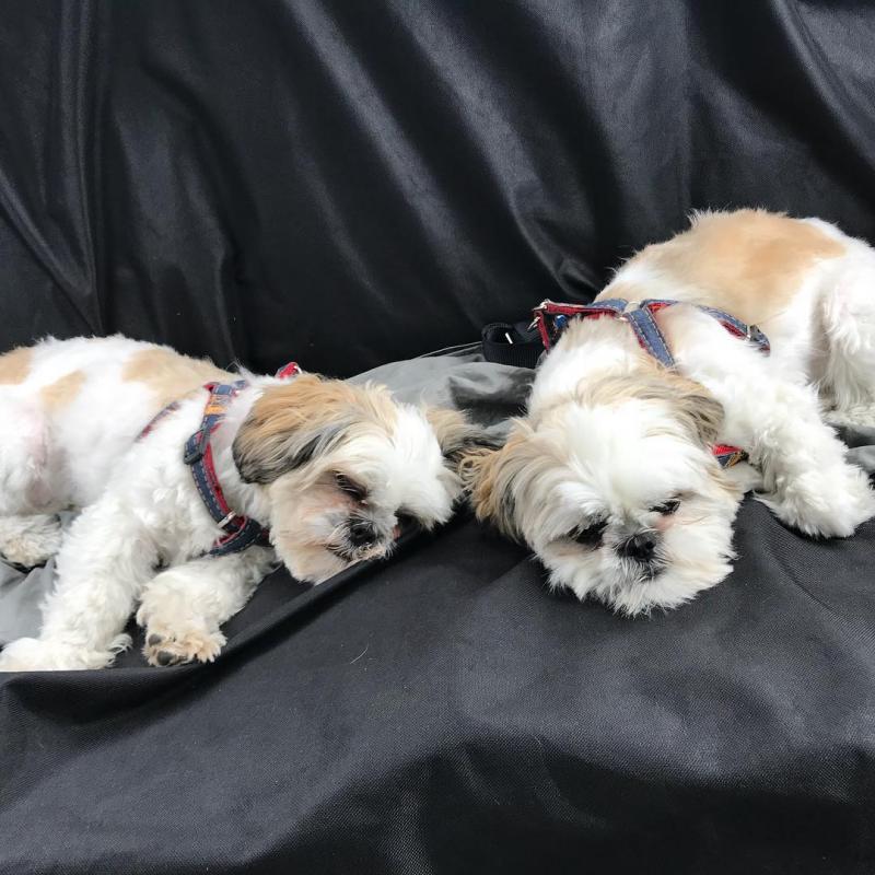 JOYFUL Shih Tzu puppies Image eClassifieds4u