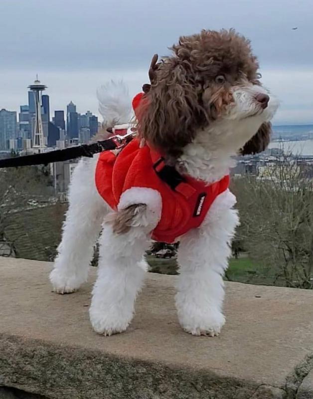 lovely babies for adoption Image eClassifieds4u