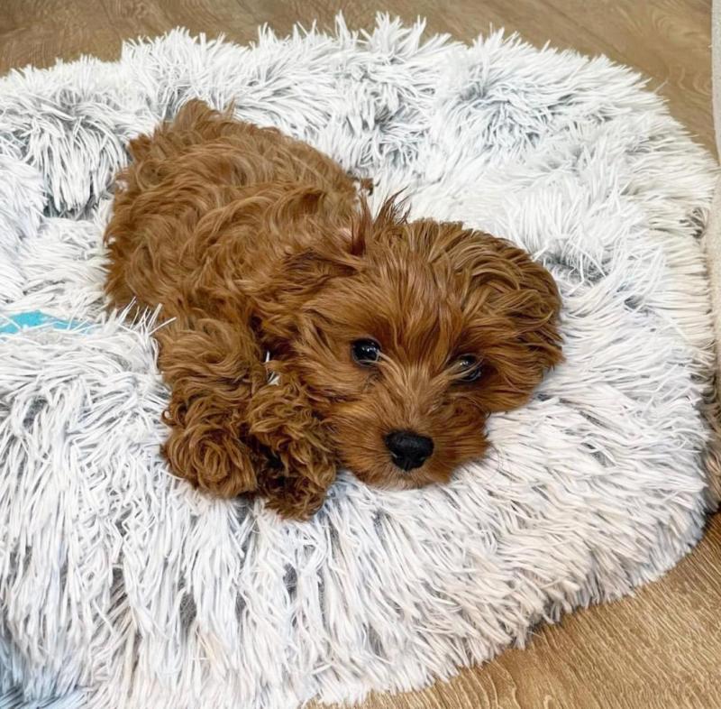 lovely cavapoo for adoption Image eClassifieds4u