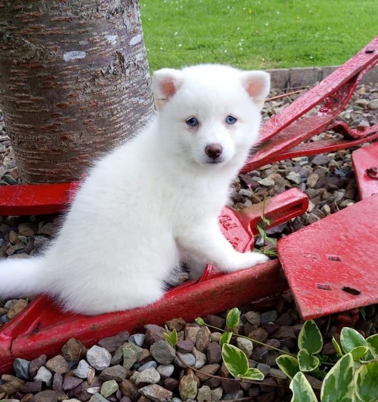 lovely pomsky pups Image eClassifieds4u