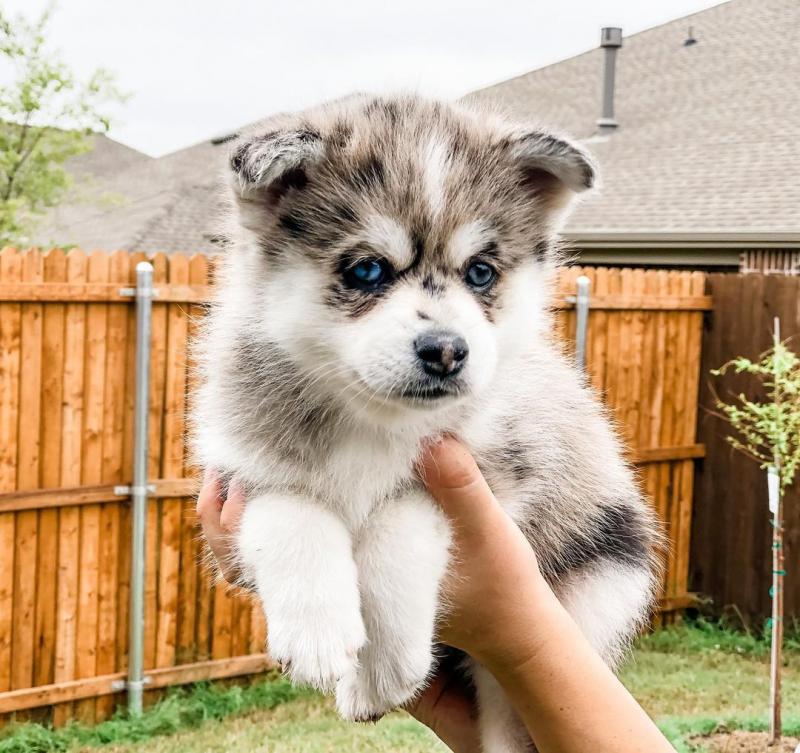 lovely pomsky pups Image eClassifieds4u