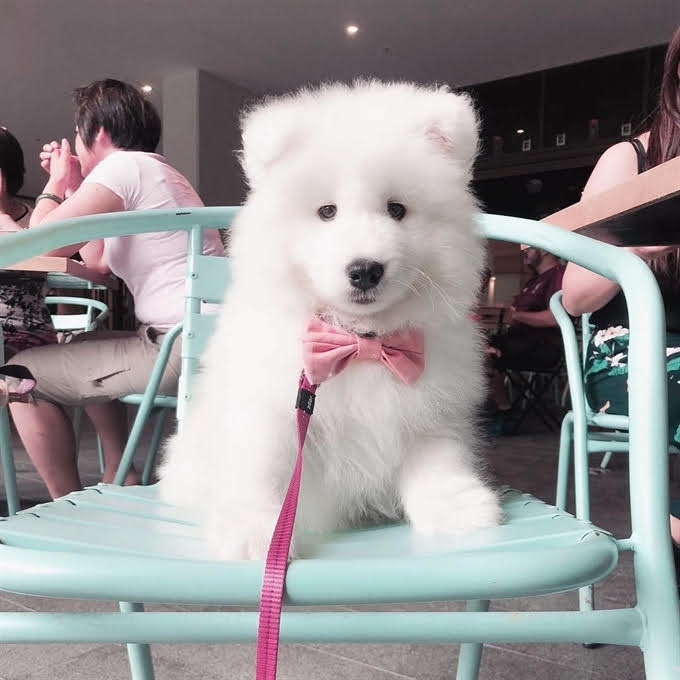 lovely pomsky pups Image eClassifieds4u