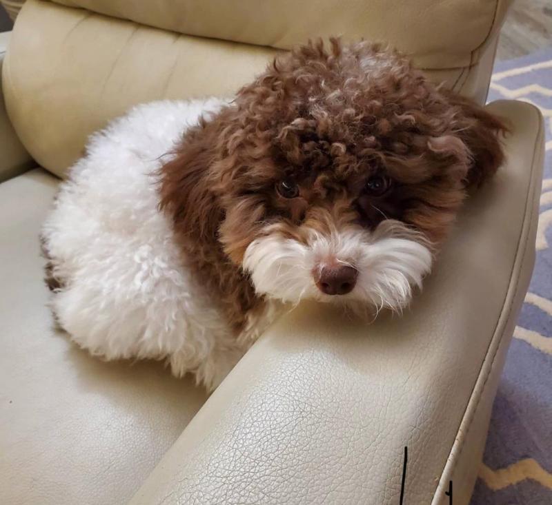lovely Toypodle puppies Image eClassifieds4u