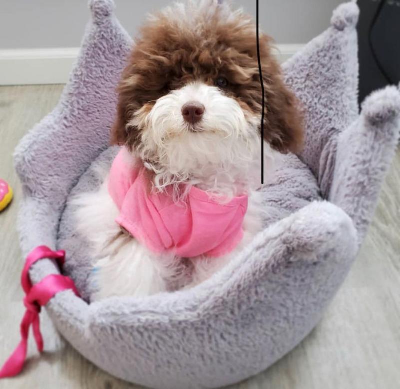 lovely Toypodle puppies Image eClassifieds4u