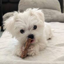 Adorable outstanding Maltese puppies Image eClassifieds4u 1
