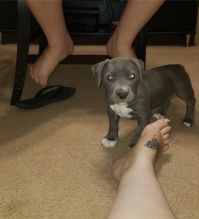 Blue nose Pitbull Puppies for adoption Image eClassifieds4U