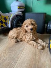 CAVAPOO PUPPIES FOR ADOPTION Image eClassifieds4u 2
