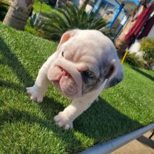 Charming English bulldog Puppies for adoption Image eClassifieds4u 2