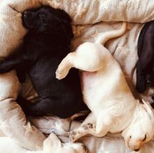 C.K.C MALE AND FEMALE LABRADOR RETRIEVER PUPPIES AVAILABLE Image eClassifieds4u 2