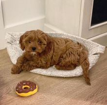 Cute cavapoo ready for adoption Image eClassifieds4U