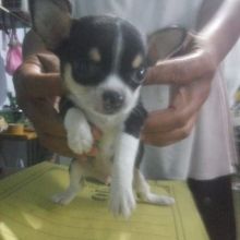 Excellent Chihuahua Puppies for adoption Image eClassifieds4u 2