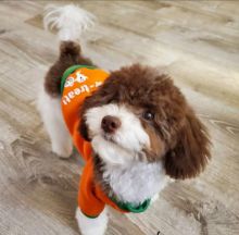 Good Toypodle puppies for adoption Image eClassifieds4U