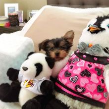 Gorgeous Yorkie Puppies Image eClassifieds4u 2