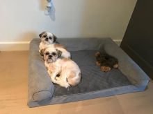 JOYFUL Shih Tzu puppies Image eClassifieds4u 2