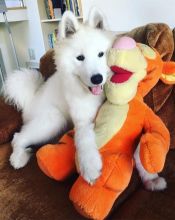 lovely pomsky pups Image eClassifieds4u 1