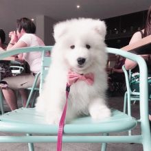 lovely pomsky pups Image eClassifieds4u 3