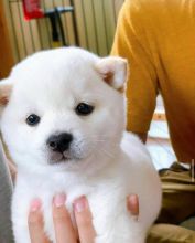 WELL TRAINED SHIBA INU PUPPIES Image eClassifieds4u 2