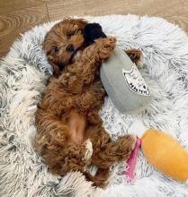 Wonderful Cavapoo Image eClassifieds4U